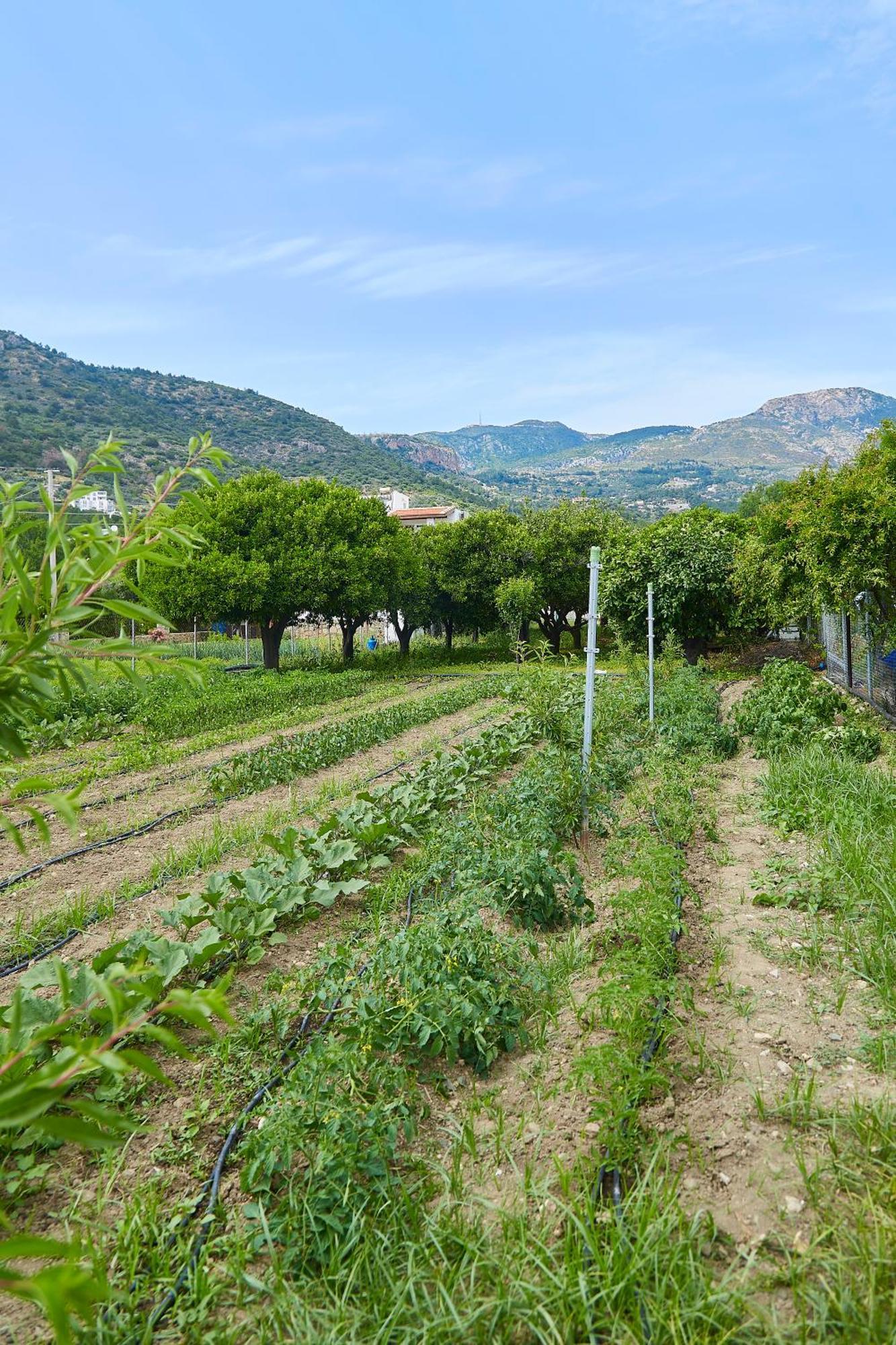 Melinda Pension & Restaurant Mesudiye  Εξωτερικό φωτογραφία